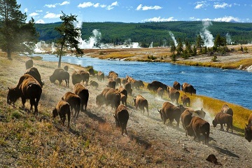 Yellowstone National Park North America
